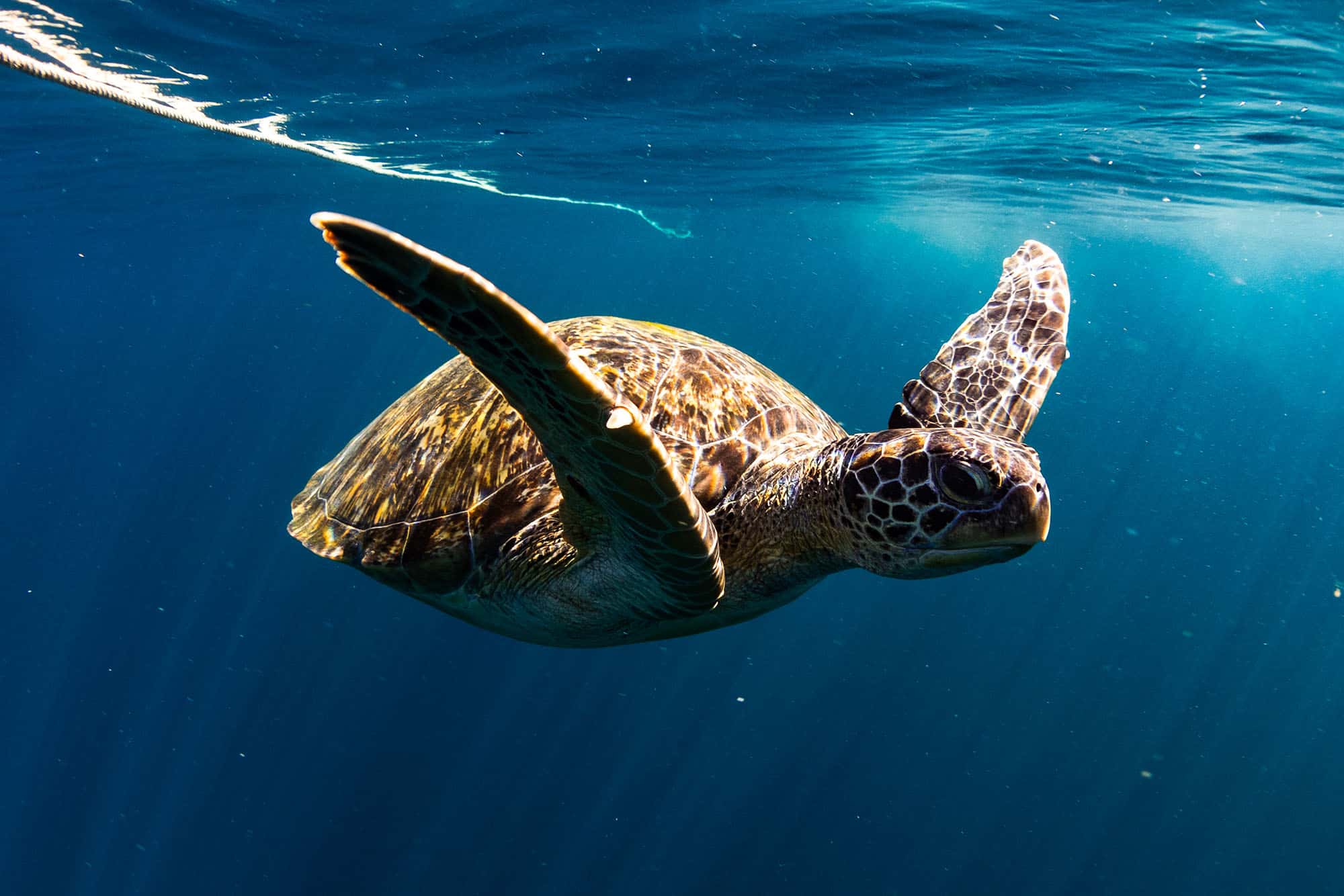 Tortue martinique