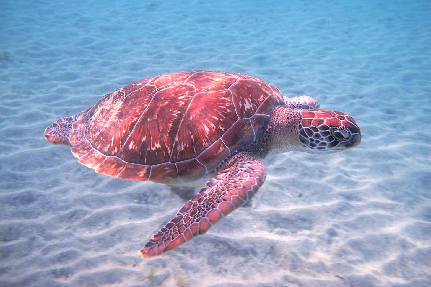 Anse Dufour & tortues Martinique ¤ ATAO Plongée