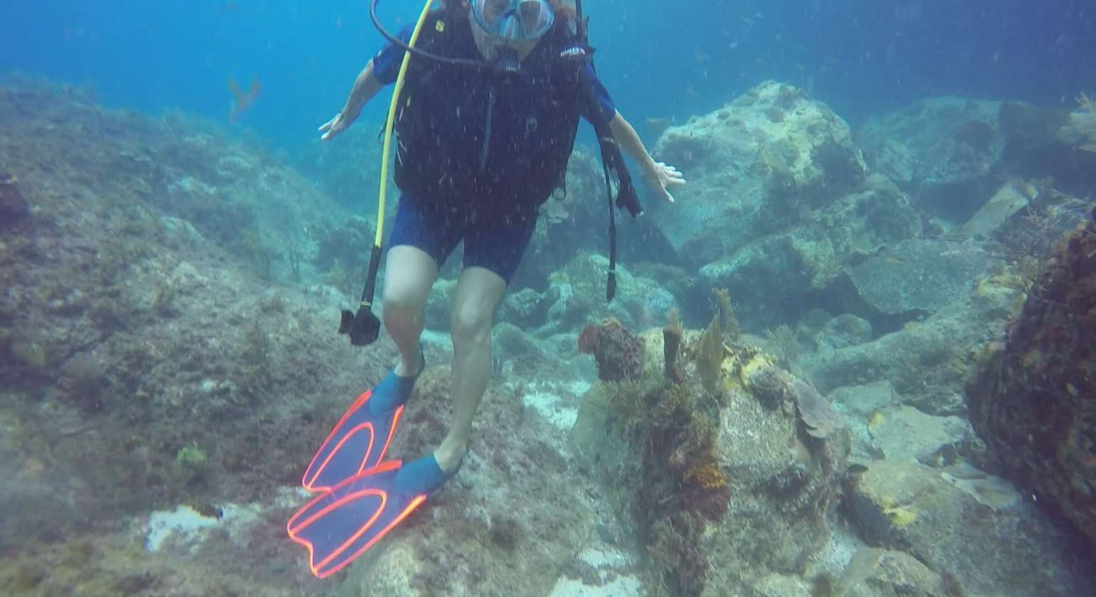 Regarder Cette tortue paisible sait que les plongeurs la respectent ! A Sainte Lucie et aux Grenadines où les gens mangent cet animal, les tortues se sauvent dès qu’on approche à moins d’une dizaine de mètres…