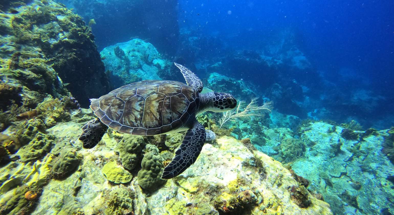 Welcome ! Merci la nature pour ces merveilleux moments en plongée avec les tortu…