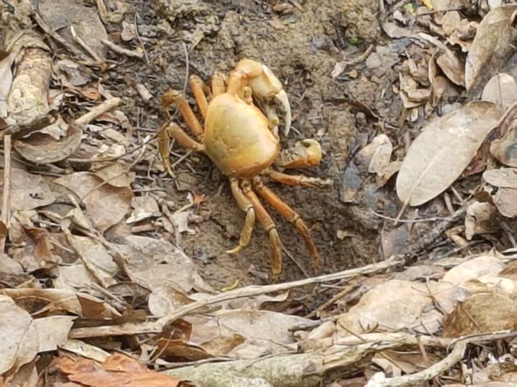 Crabes Terrestres De Martinique Du Violoniste Au Touloulou